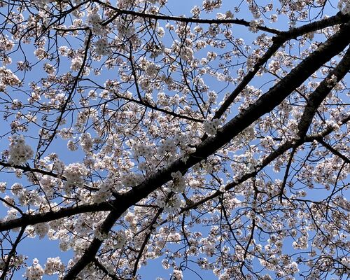 680A5C91-F9A7-4F67-B9F0-A50E5B47BCCE_1_201_a